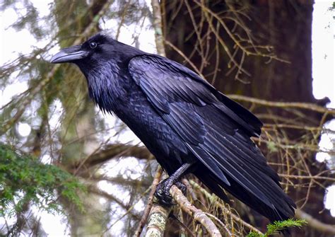 The raven or Common raven (Corvus corax) is the largest perching bird in the world. . What is a female raven called